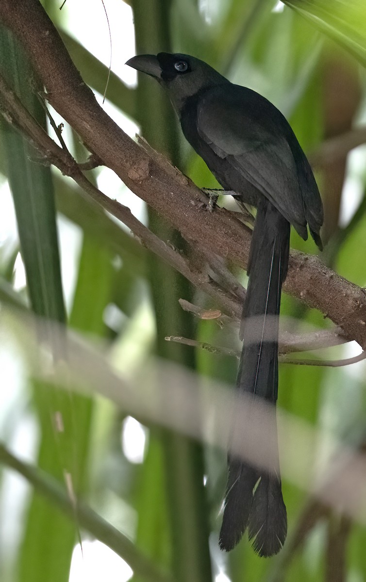 Racket-tailed Treepie - ML310707631