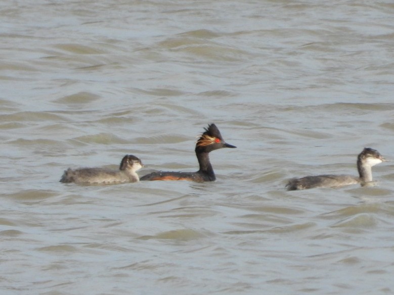 Eared Grebe - ML310708201