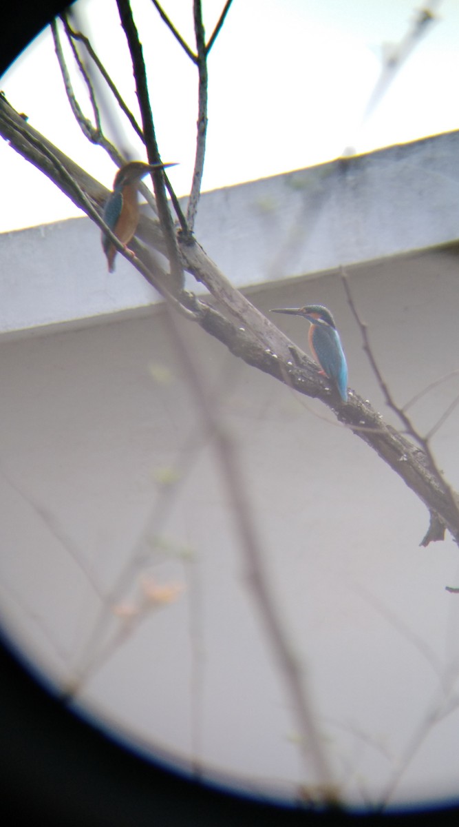 Common Kingfisher - ML310709121