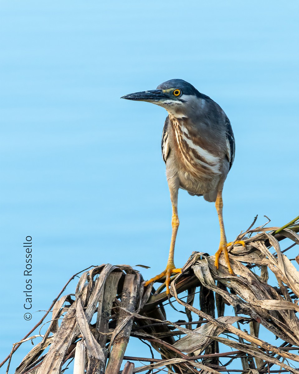 Striated Heron - ML310709241