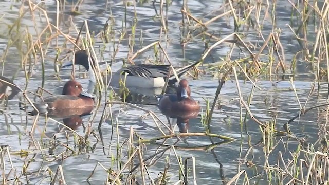 Ferruginous Duck - ML310709271