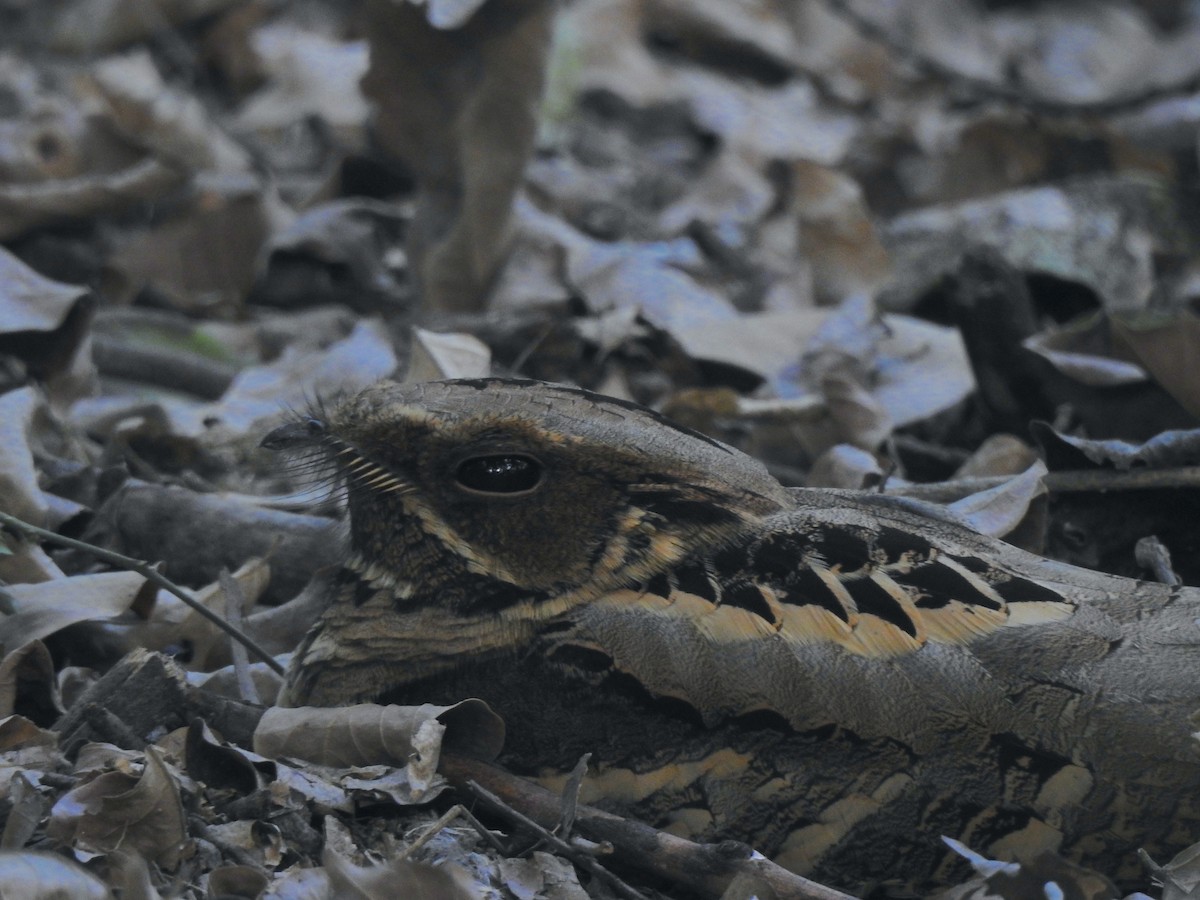 Large-tailed Nightjar - ML310709371