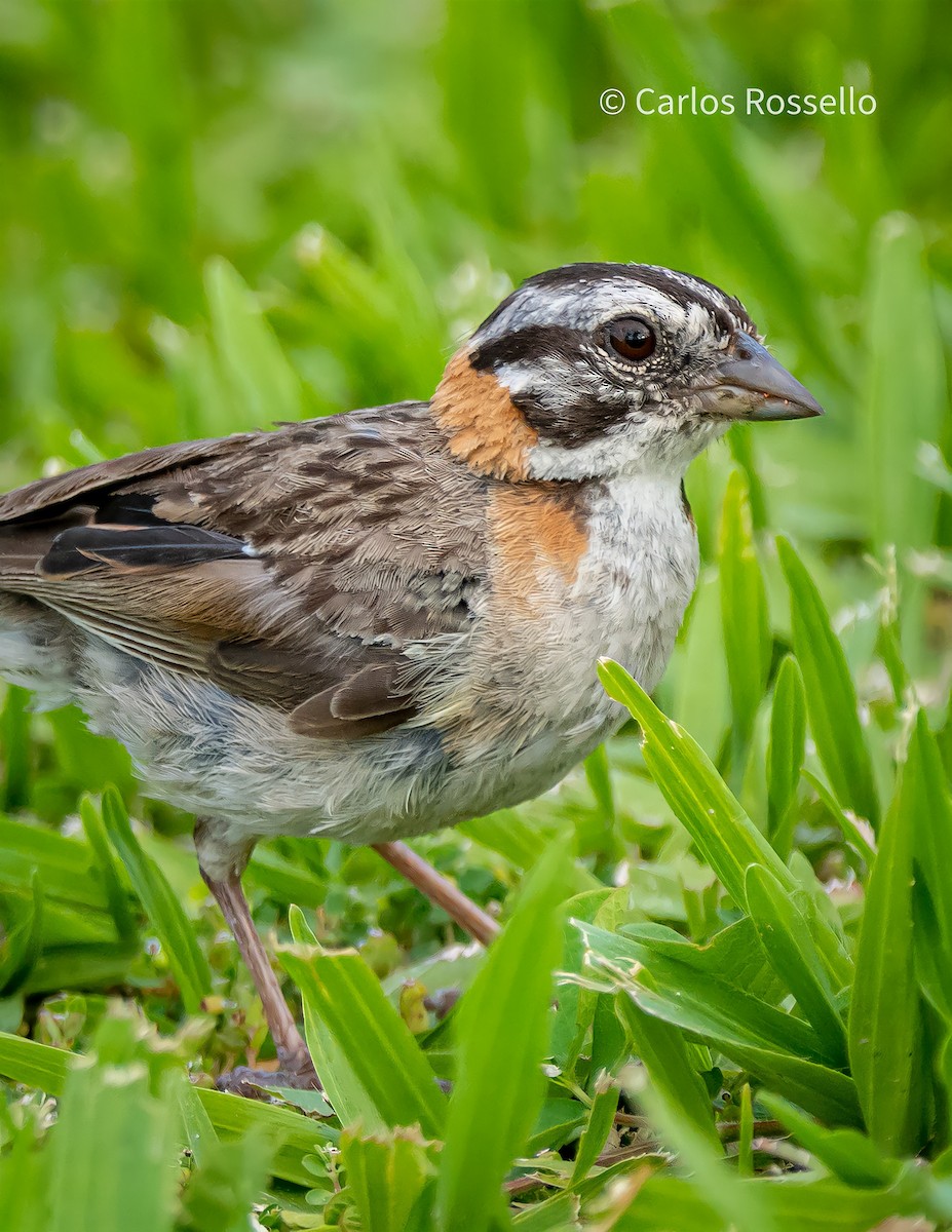 Rufous-collared Sparrow - ML310709511
