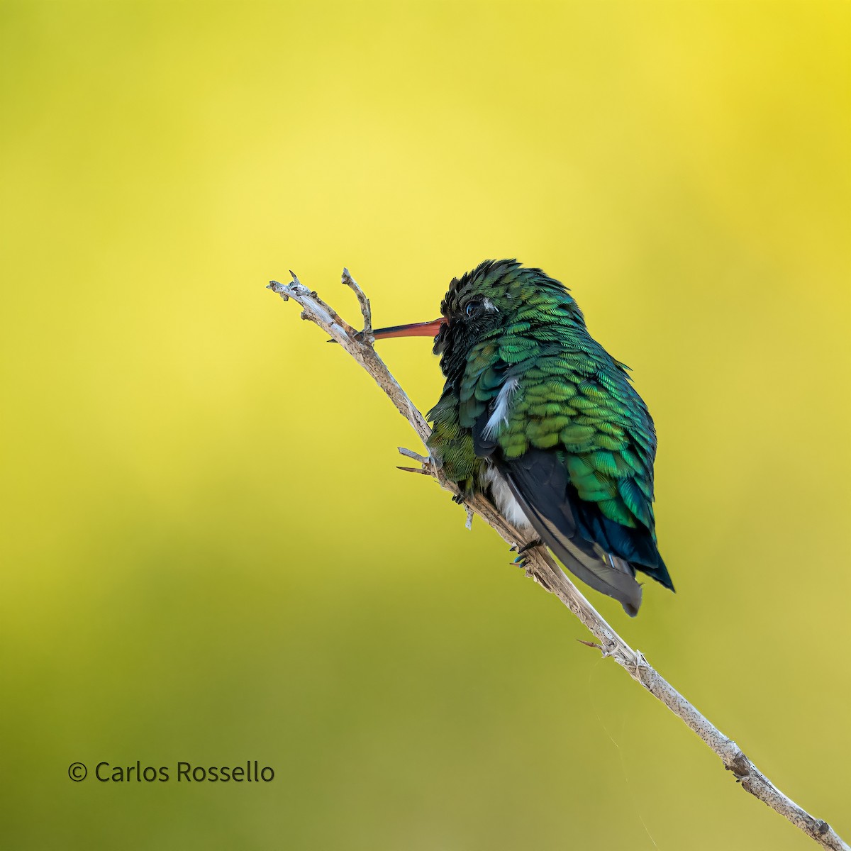 Glittering-bellied Emerald - Carlos Rossello