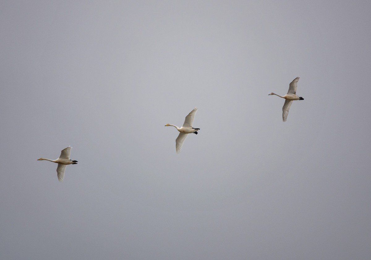 Whooper Swan - Parastoo Hedayatzadeh