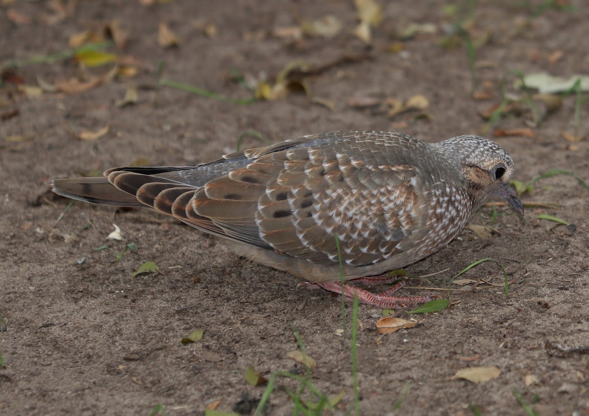 Eared Dove - ML310712261