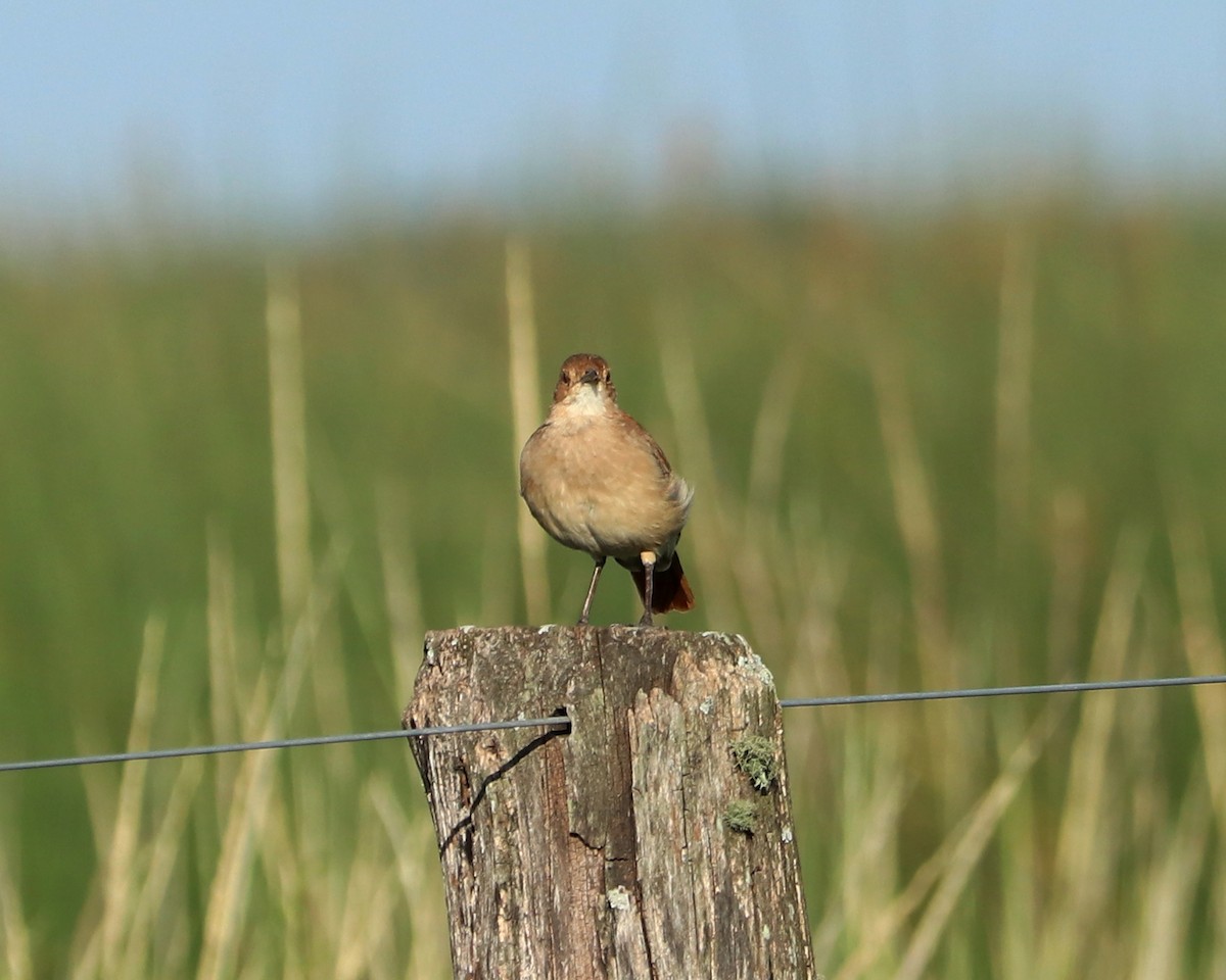 Rufous Hornero - Ricardo Battistino