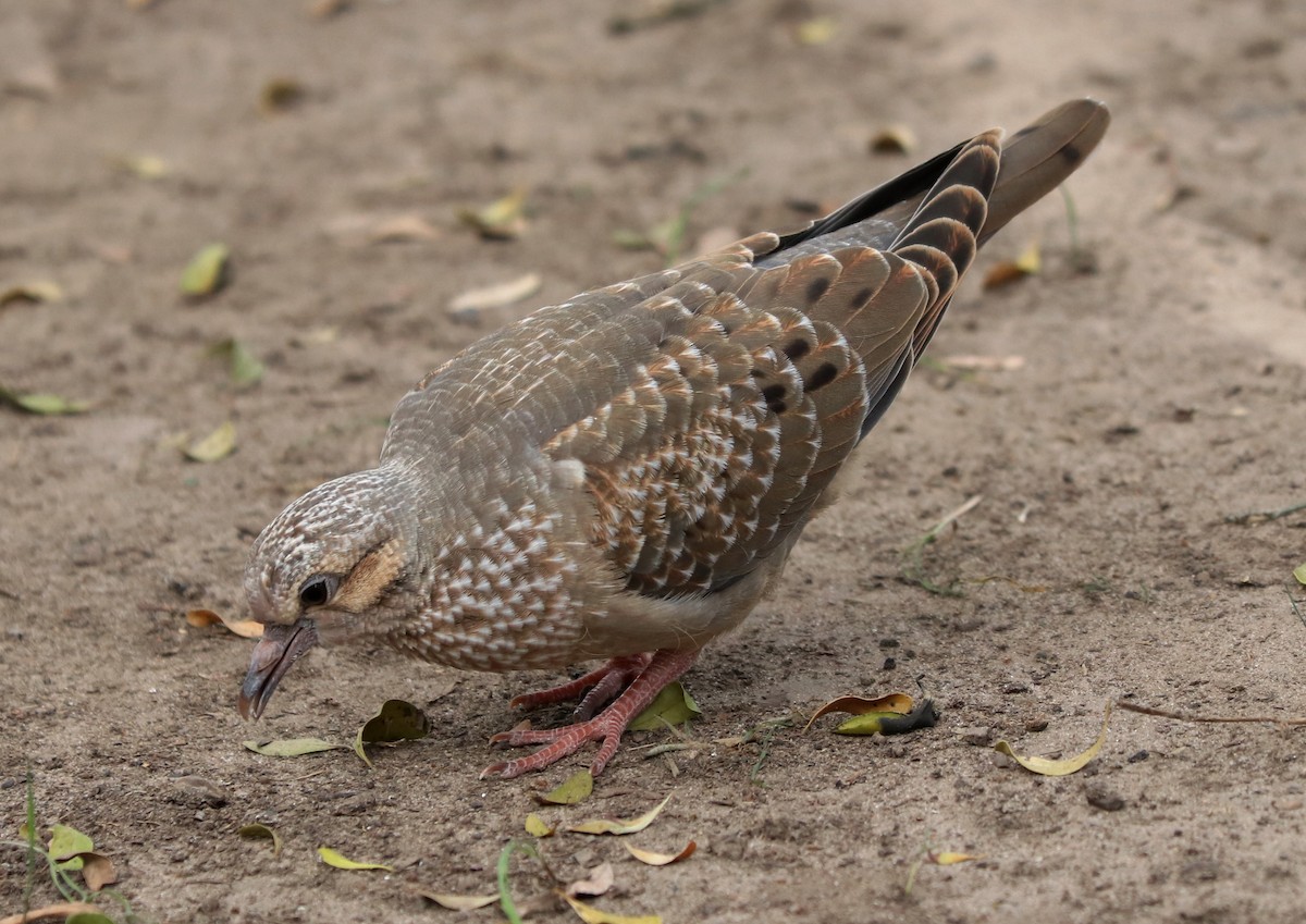 Eared Dove - ML310712421