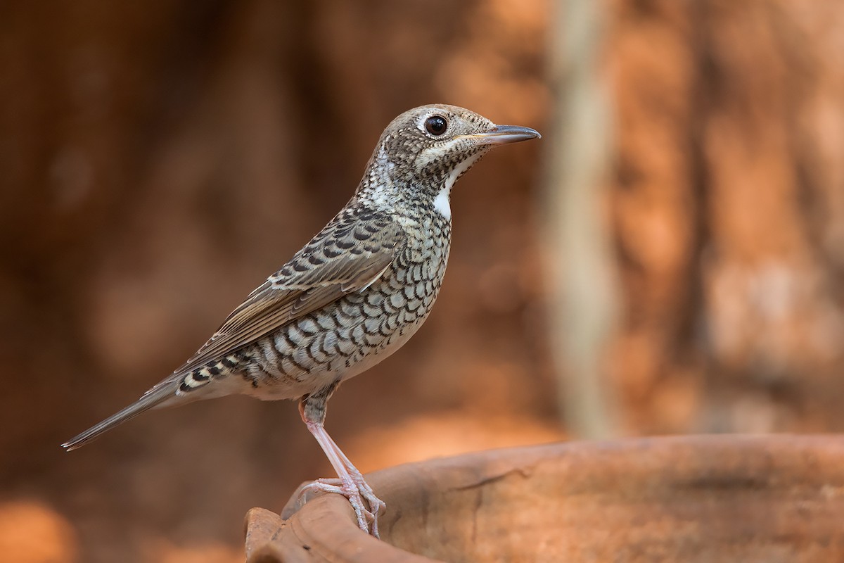 White-throated Rock-Thrush - ML310715231