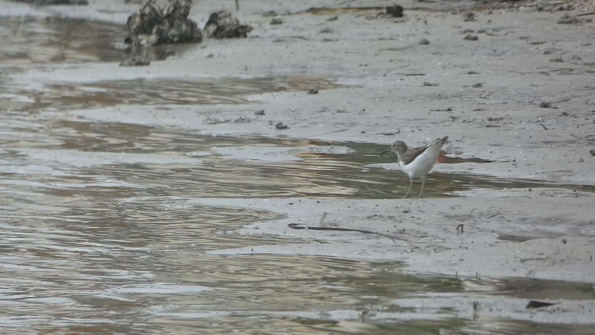 Common Sandpiper - Levi Brown