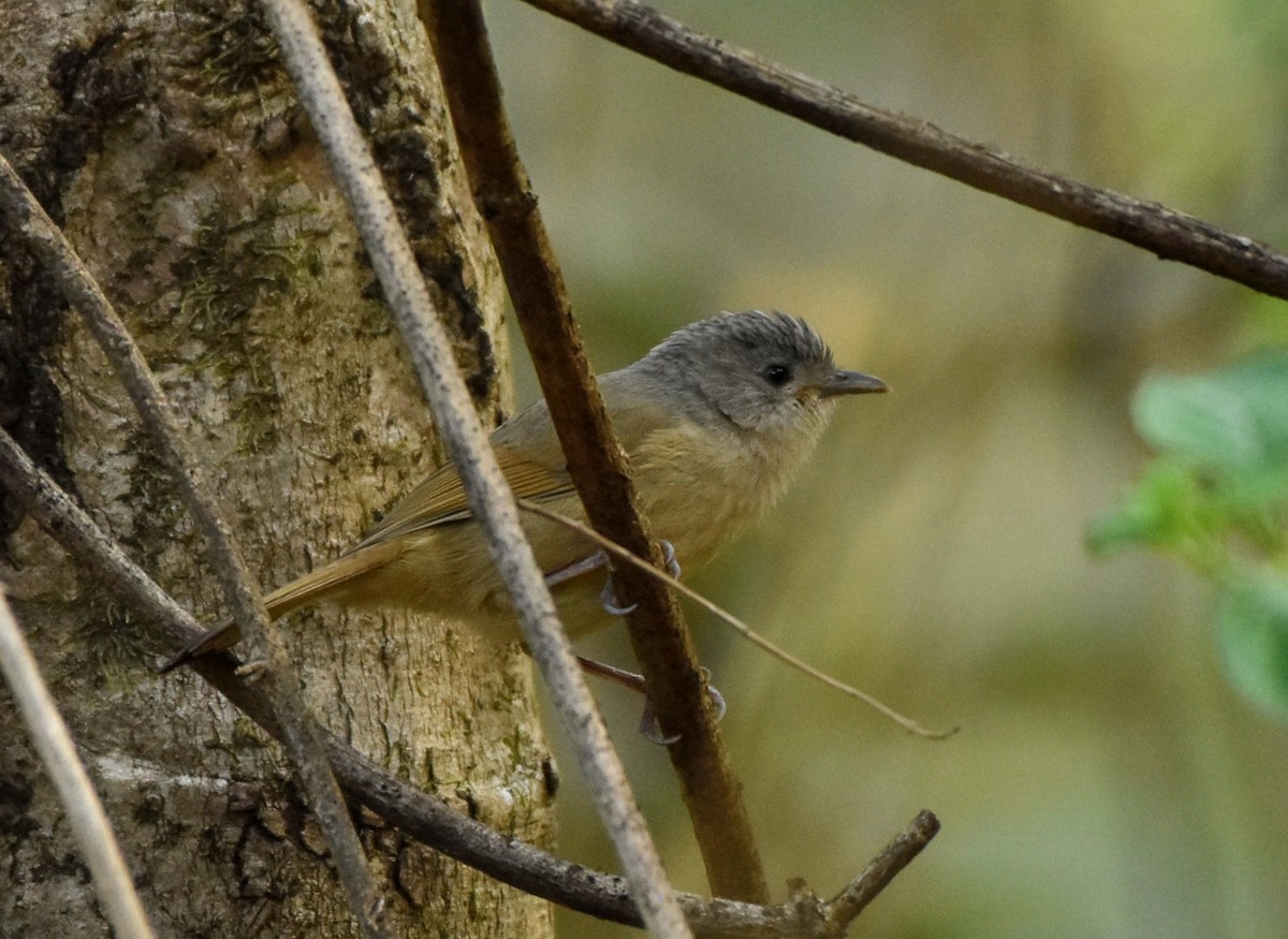 Brown-cheeked Fulvetta - ML310716421