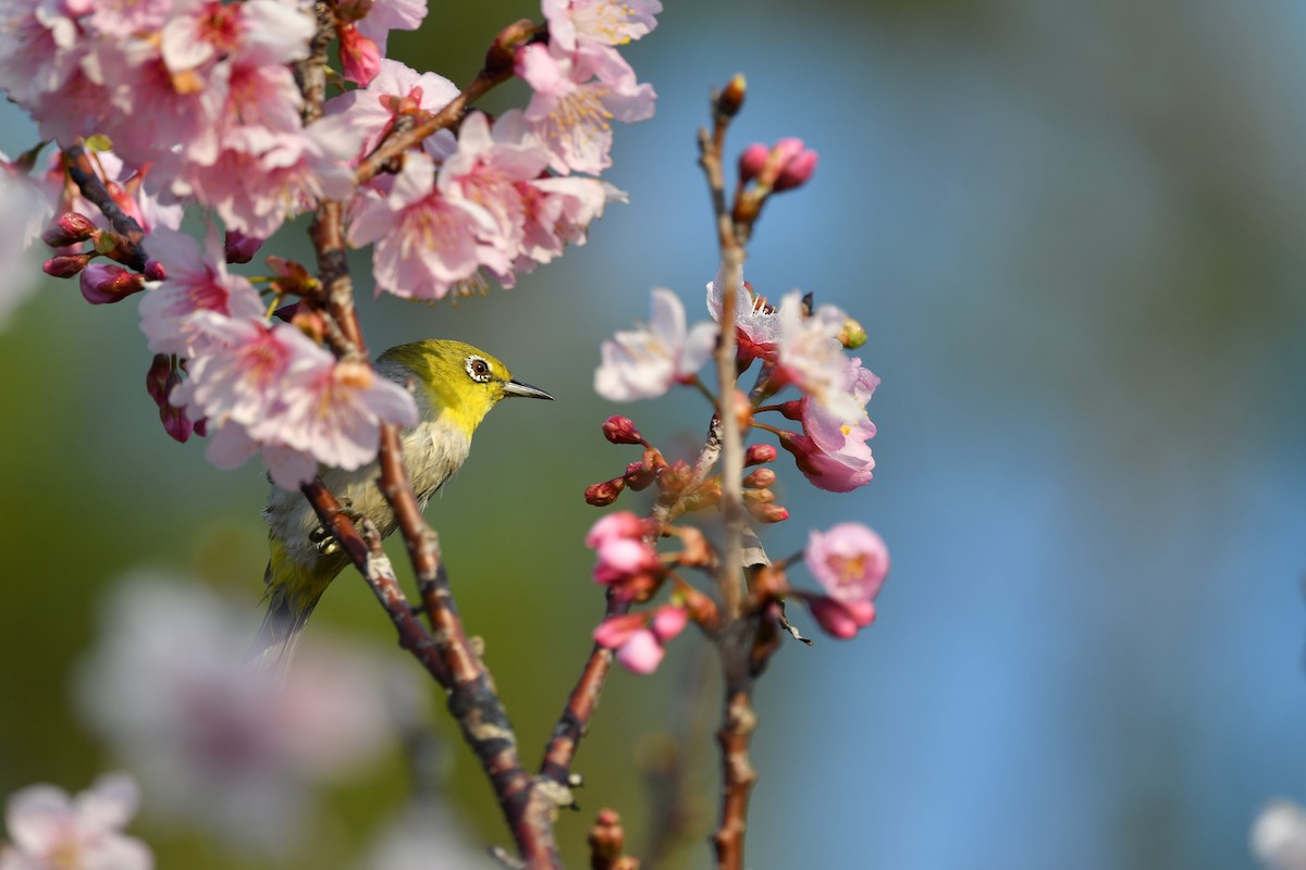 Swinhoe's White-eye - ML310717301