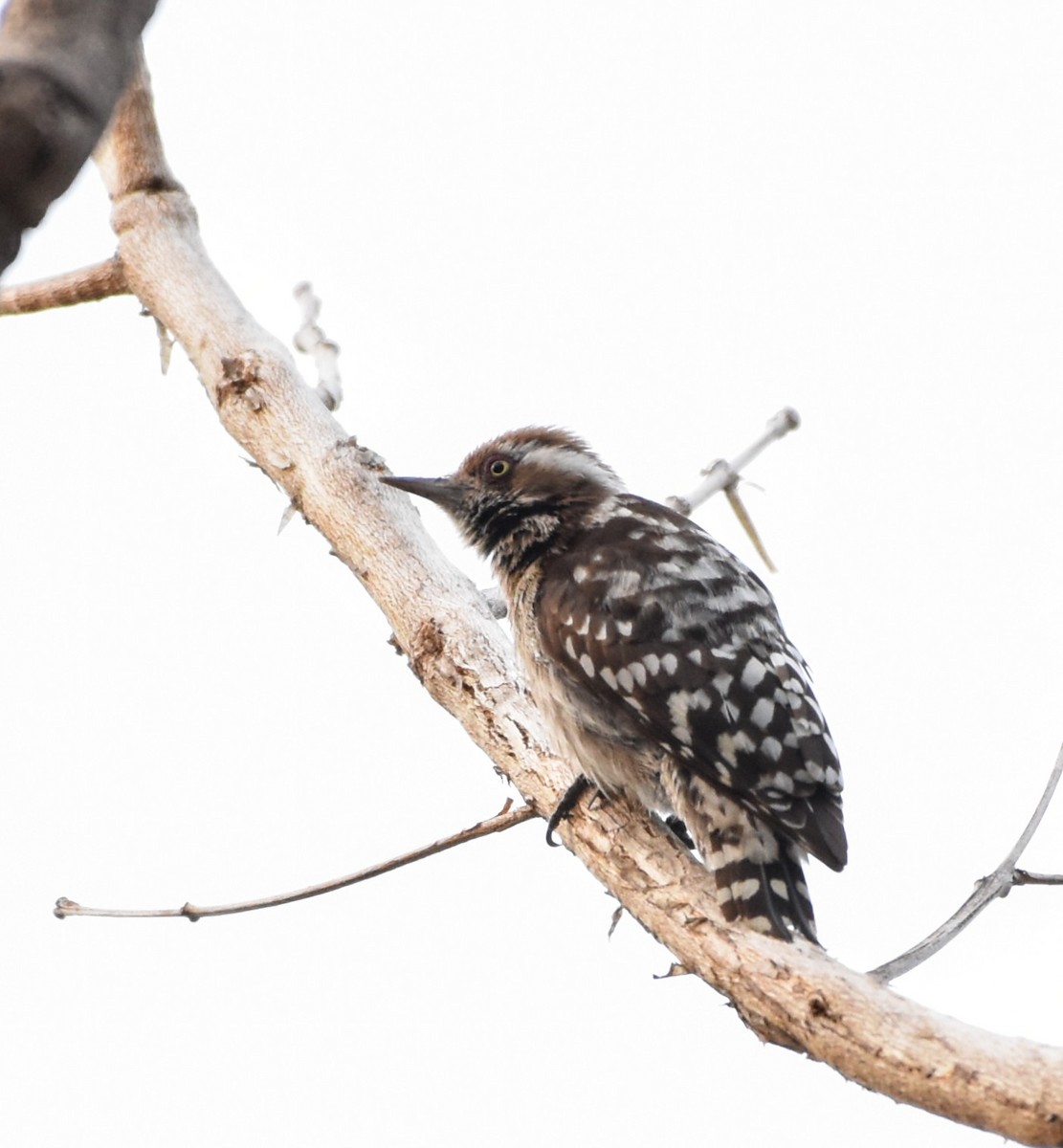 Brown-capped Pygmy Woodpecker - ML310718671