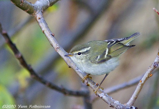 Yellow-browed Warbler - ML310719411