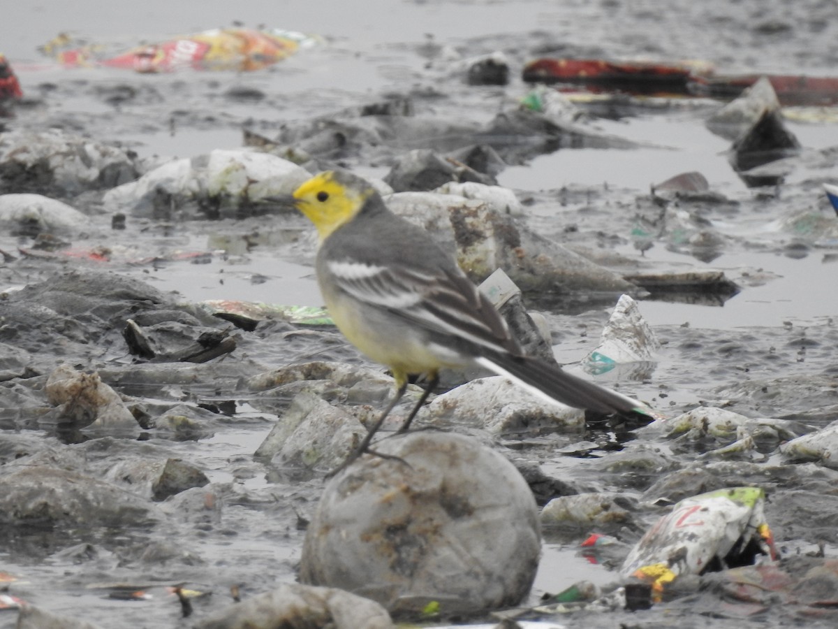 Citrine Wagtail - ML310719501