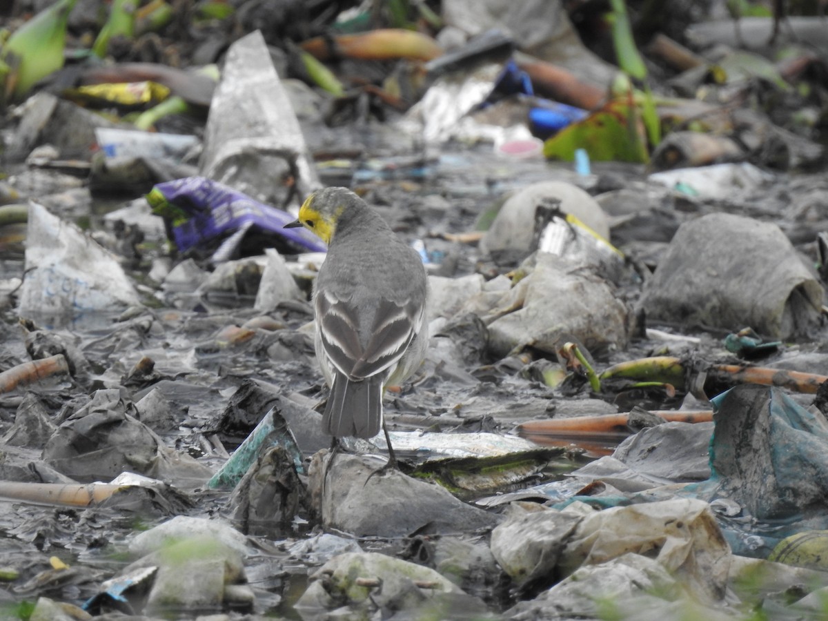 Citrine Wagtail - ML310719531