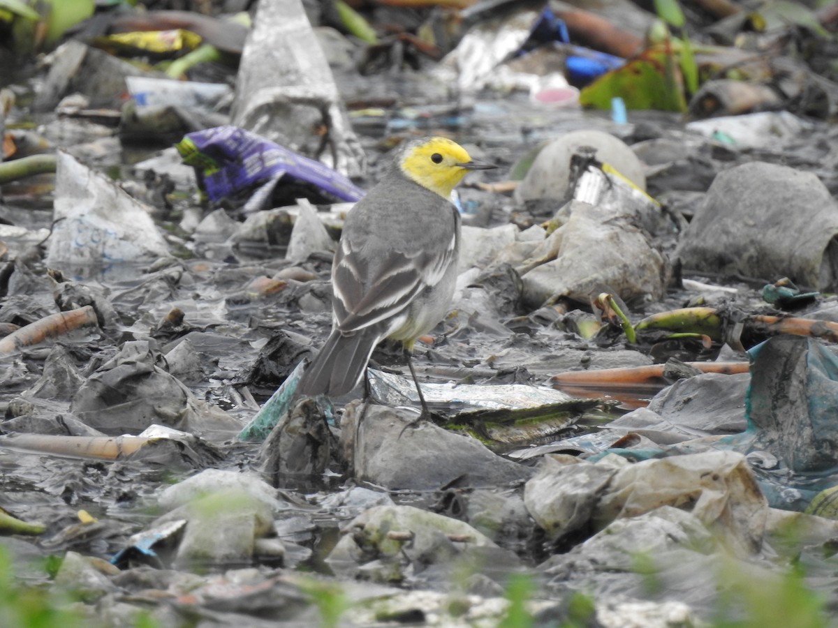 Citrine Wagtail - ML310719541