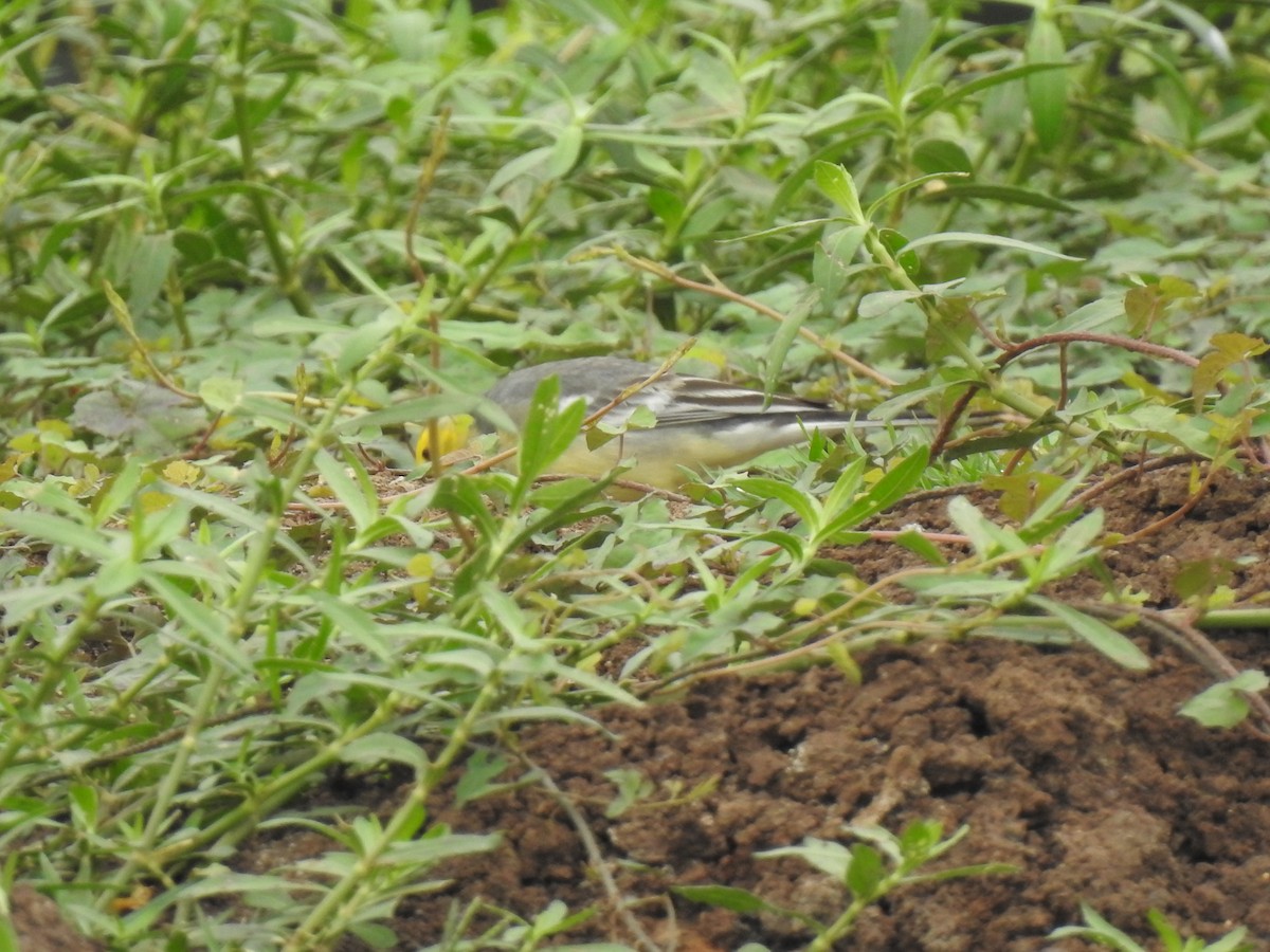 Citrine Wagtail - ML310719551