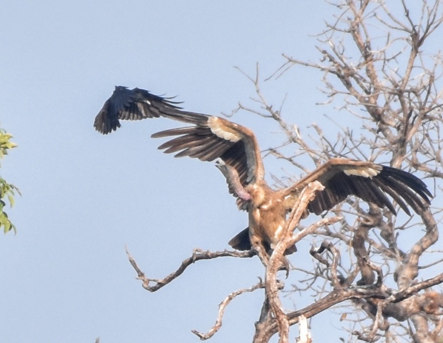 Eurasian Griffon - ML310720231