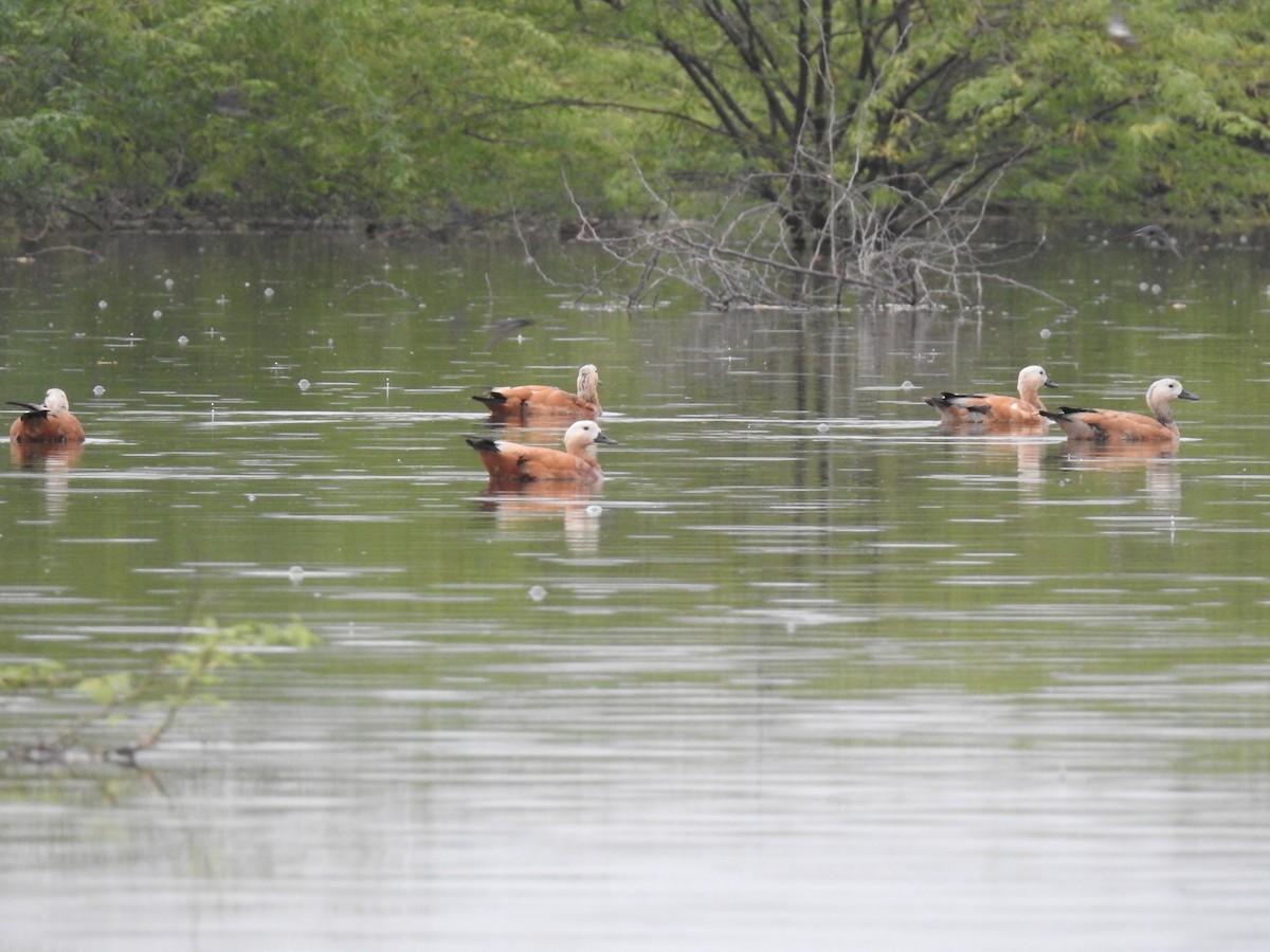 Ruddy Shelduck - KARTHIKEYAN R