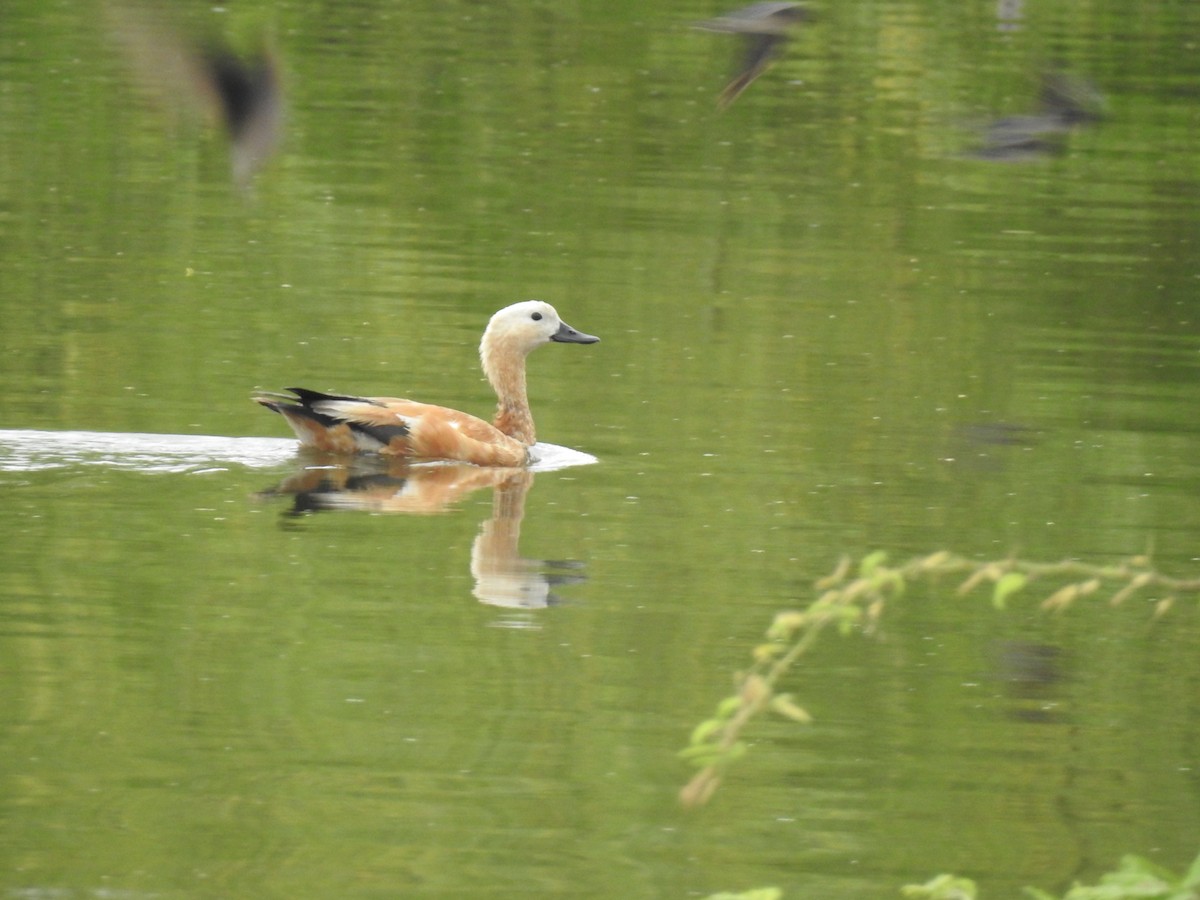 Ruddy Shelduck - KARTHIKEYAN R