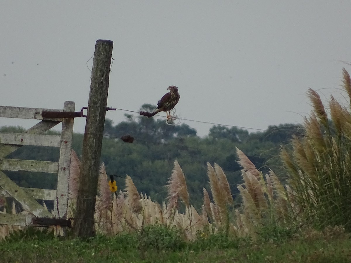 Harris's Hawk - ML310721241