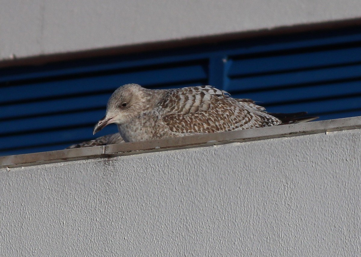 Herring Gull - ML310721901