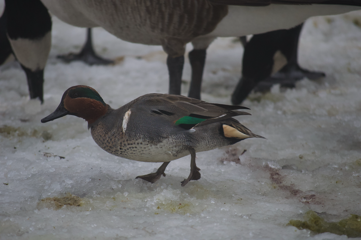 Green-winged Teal - ML310724681