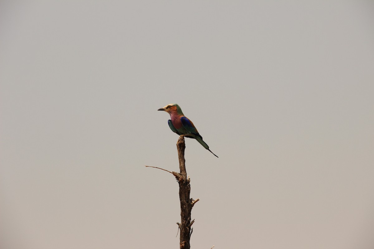 Lilac-breasted Roller - ML310724971