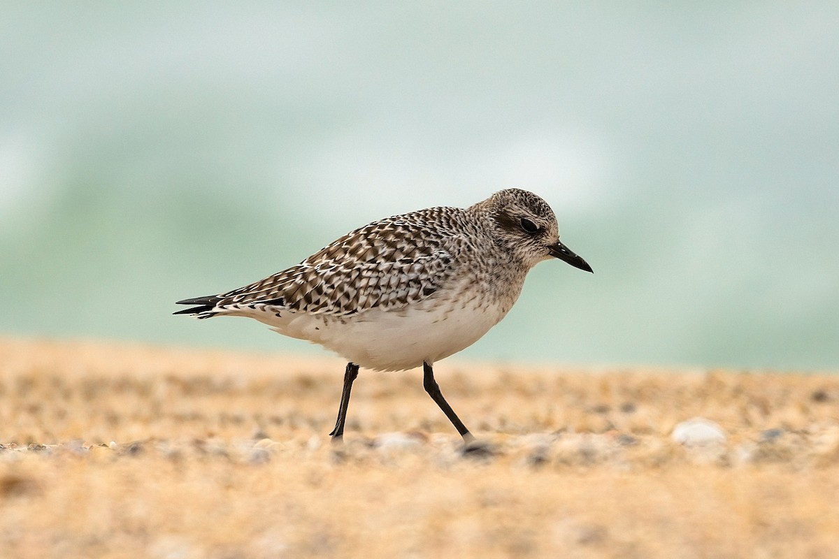 Black-bellied Plover - can orbay