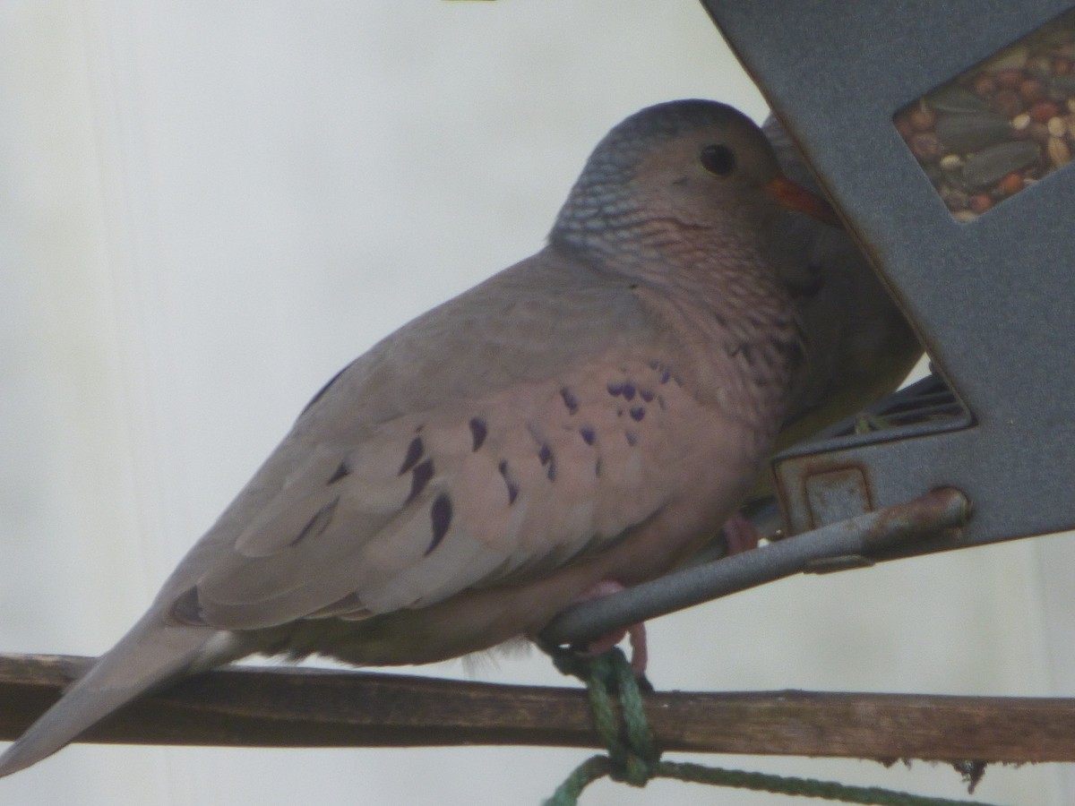 Common Ground Dove - ML310725521