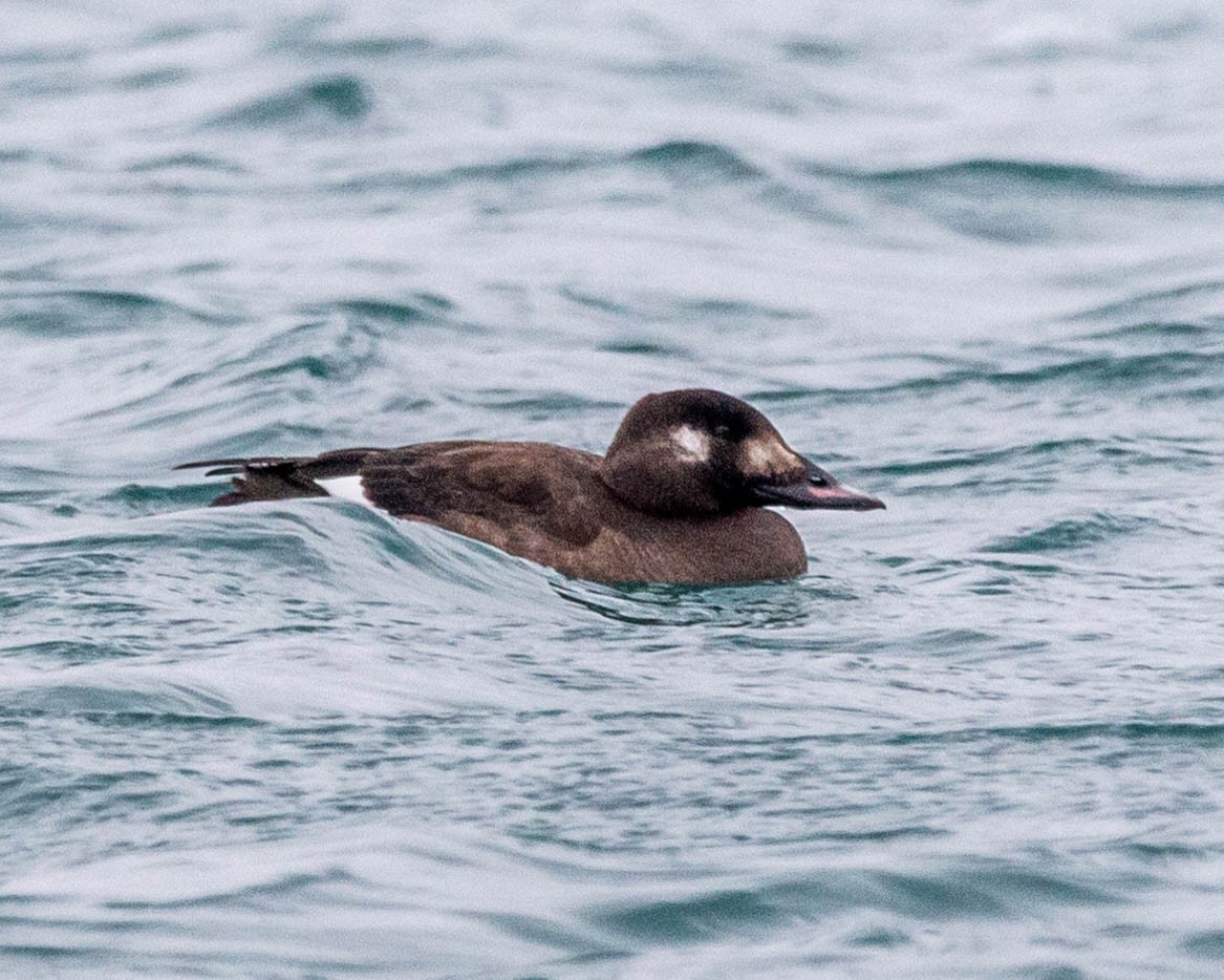 White-winged Scoter - Pat Schiller