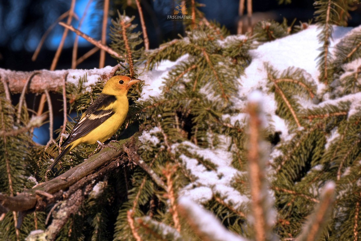 Western Tanager - ML310725731