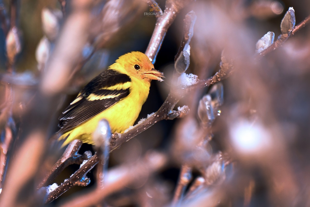 Western Tanager - ML310725741