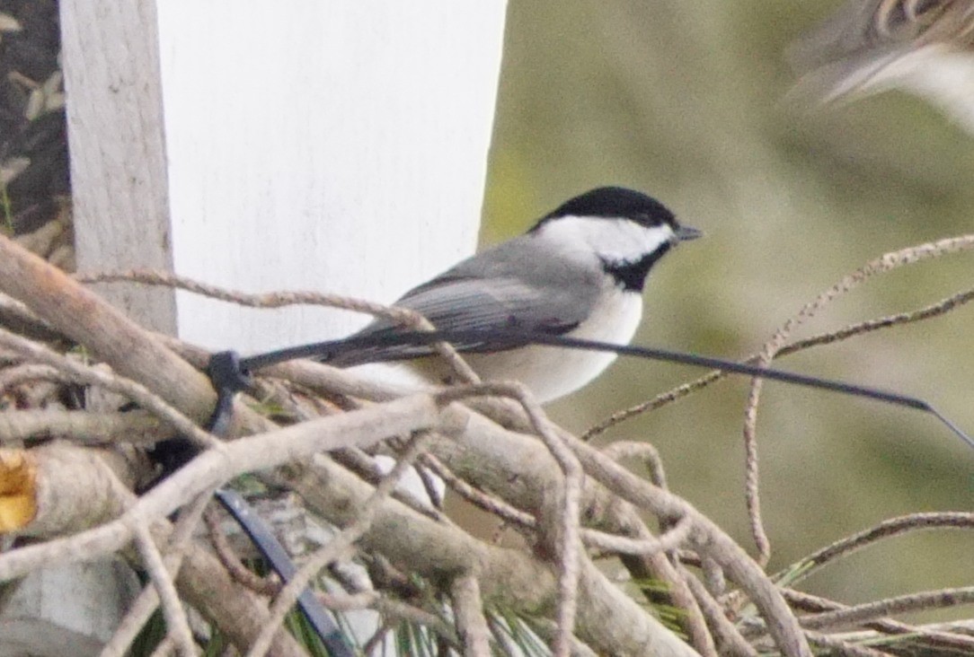 Carolina Chickadee - ML310727401