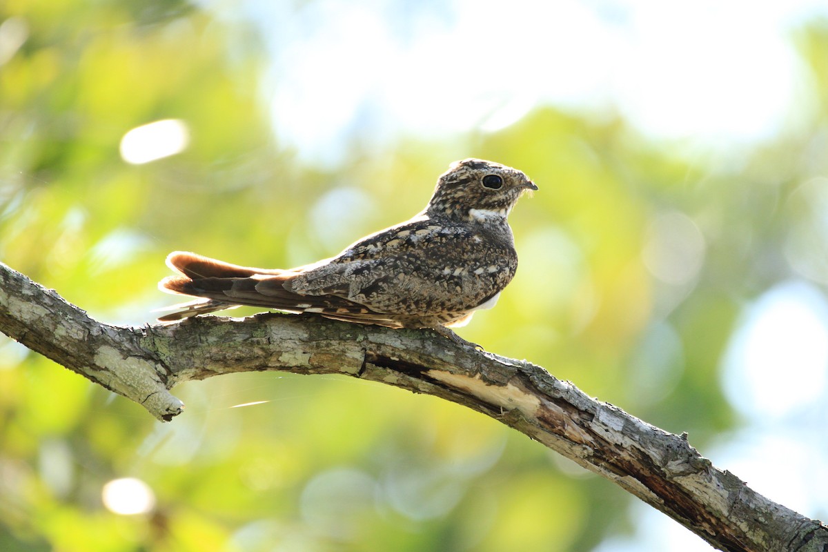 Lesser Nighthawk - ML310728551