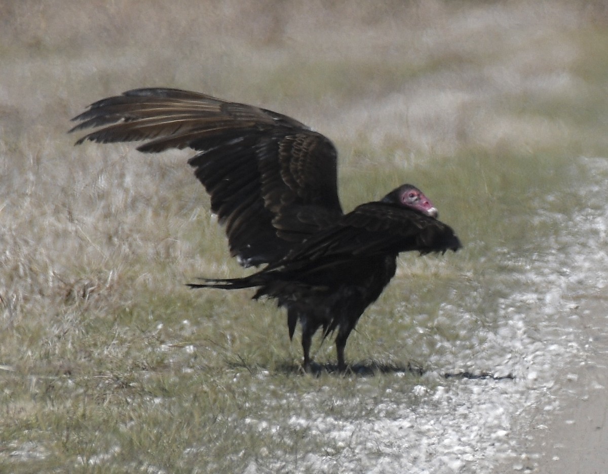 Turkey Vulture - ML310729411