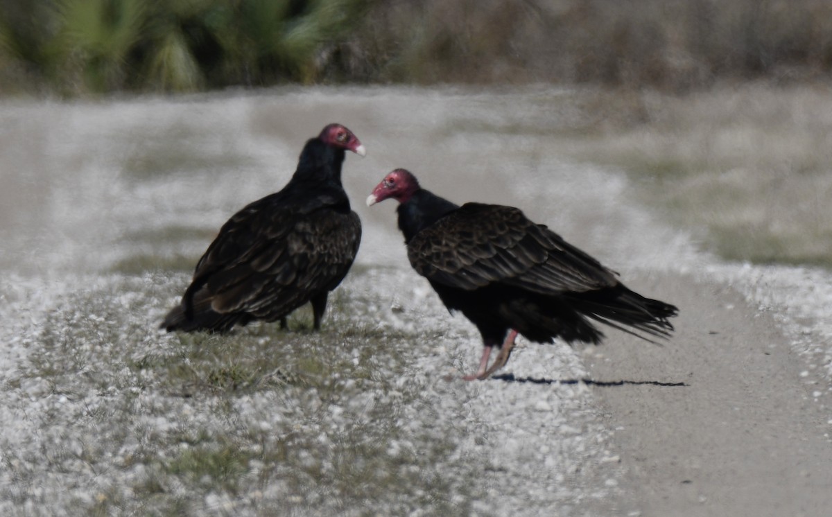 Turkey Vulture - ML310729421