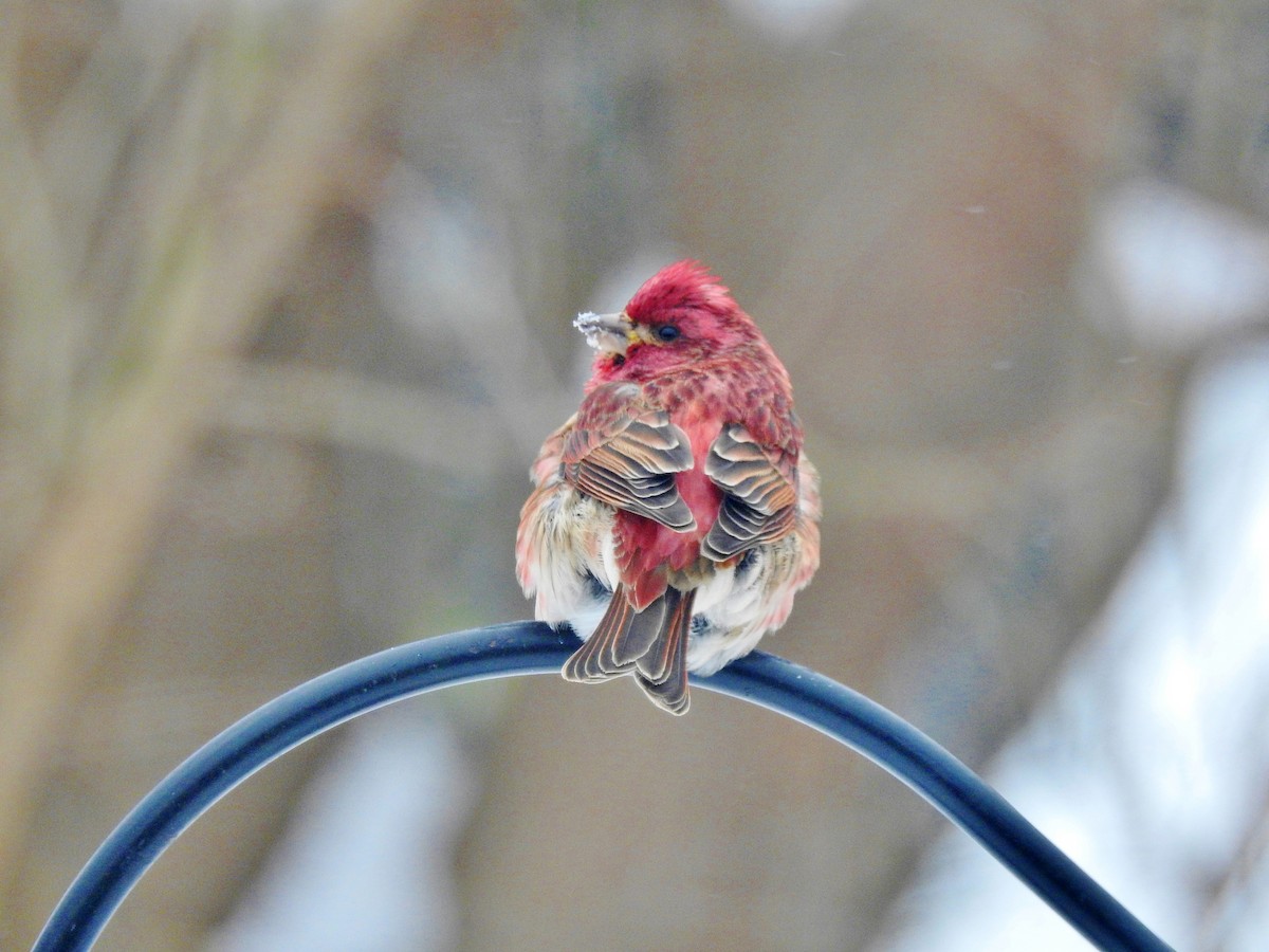 Purple Finch - ML310729891