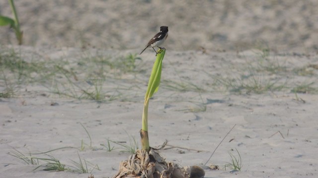 White-tailed Stonechat - ML310730331