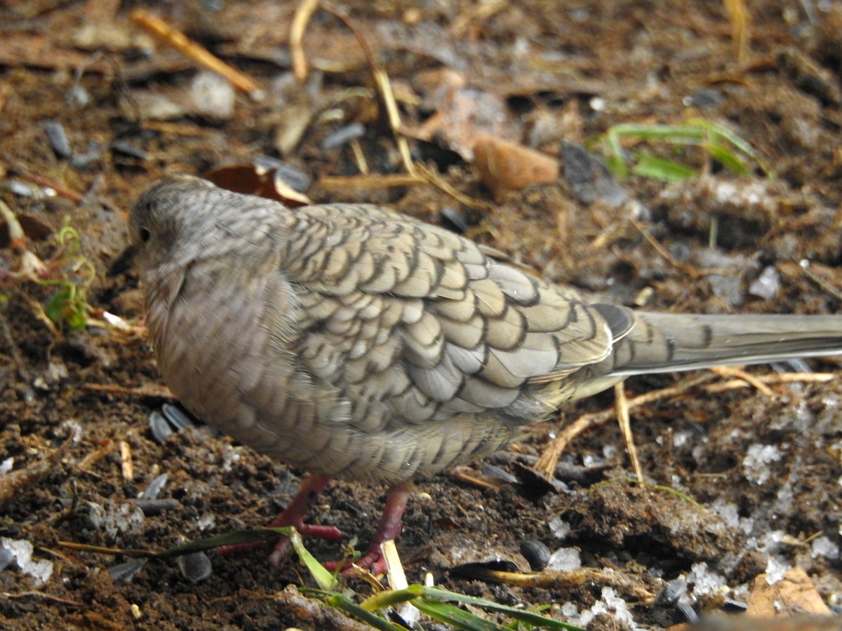 Inkatäubchen - ML310730651