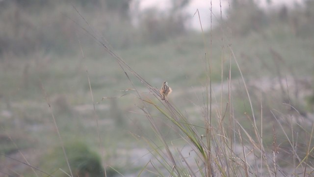 Zitting Cisticola - ML310730811