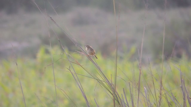 Zitting Cisticola - ML310730821