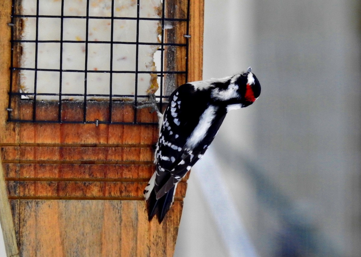 Downy Woodpecker - ML310731511