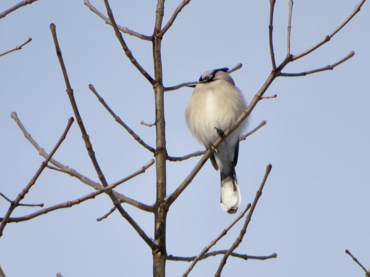 Blue Jay - Sara Griesemer