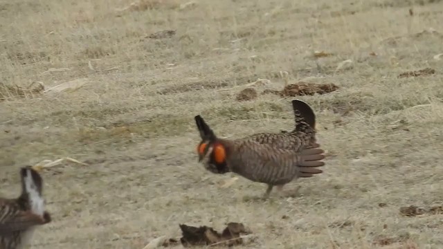 Greater Prairie-Chicken - ML310732681