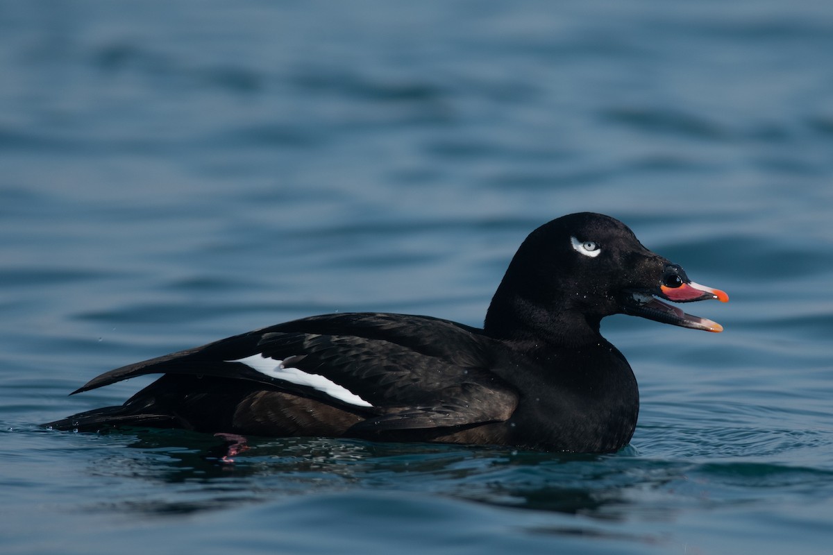 White-winged Scoter - Amanda Guercio