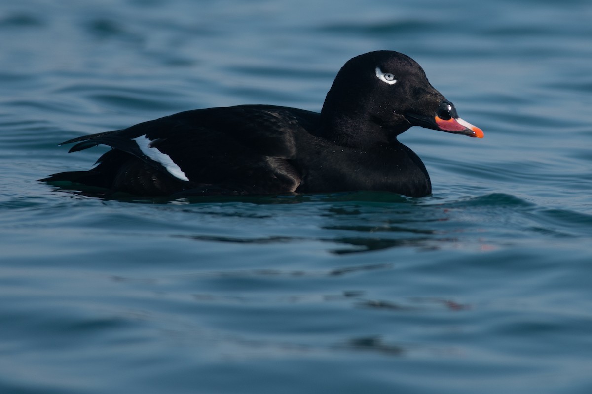 White-winged Scoter - Amanda Guercio