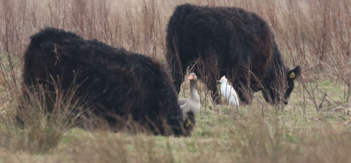 Western Cattle-Egret - ML310734221