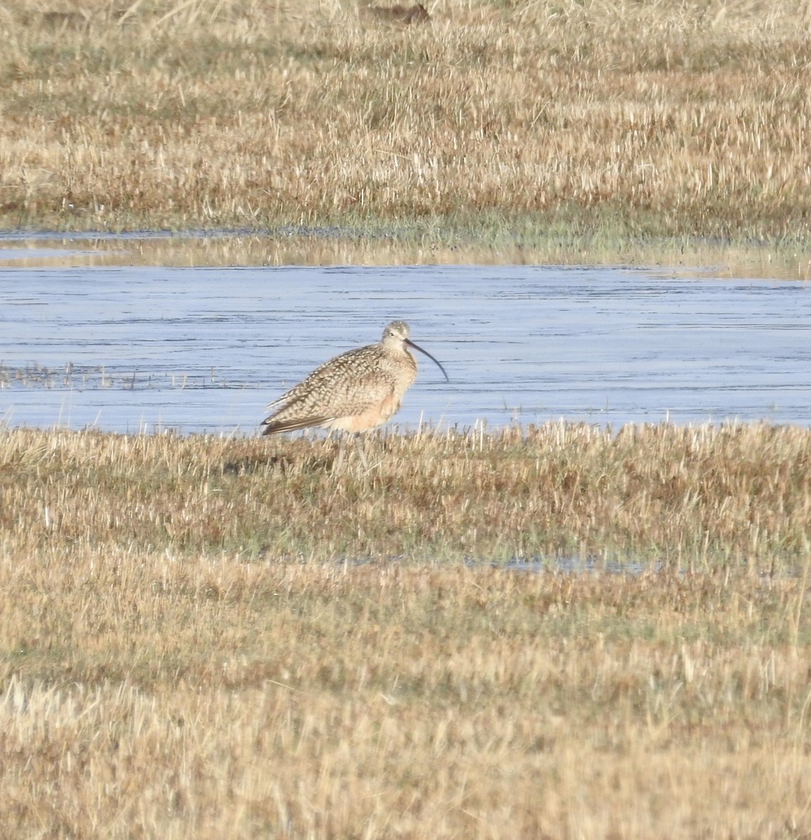 Long-billed Curlew - ML310735691